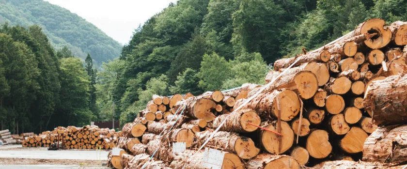 木曽檜の森の写真