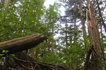 木曽檜の成長11