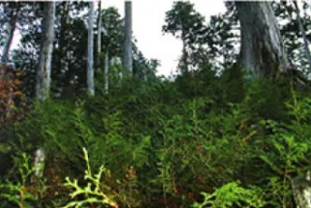 木曽檜林の伐採の様子