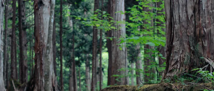木曽檜林の様子