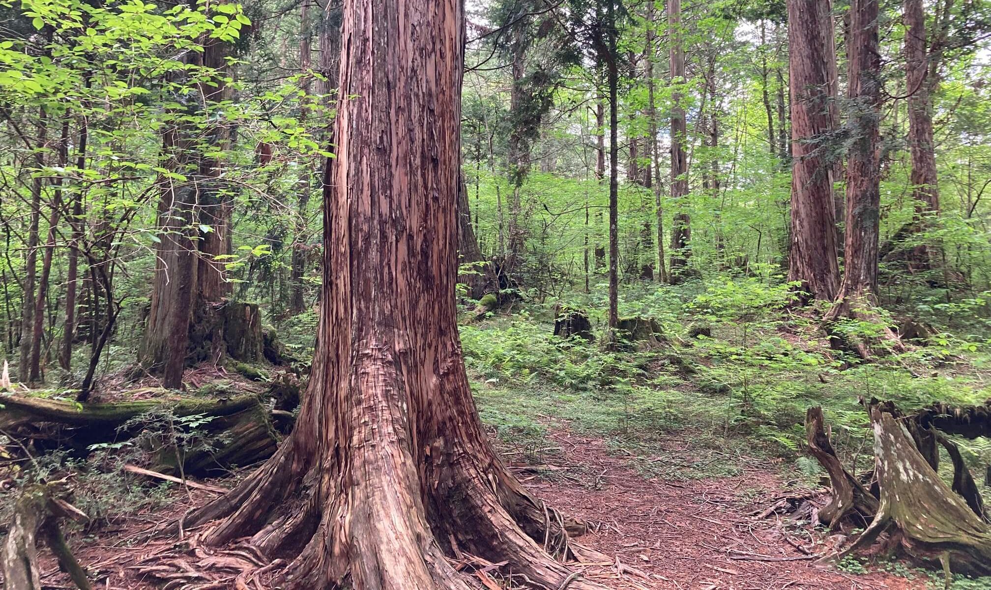 木曽檜を彫る様子